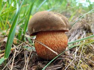 荒野野生牛肝菌蘑菇写真图片下载