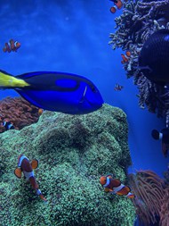 蓝色深海珊瑚礁小丑鱼图片大全