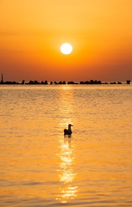 日暮黄昏夕阳余晖湖泊水鸟高清图片