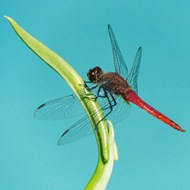 站在绿色嫩芽尖上的红蜻蜓图片大全