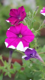 紫色矮牵牛花朵植物图片大全