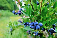 长在树上的蓝莓浆果写真精美图片