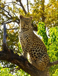 野生非洲猎豹爬树图片大全