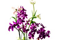 清新雅致紫色兰花写真精美图片