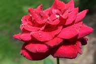 雨后娇艳红色玫瑰花图片大全
