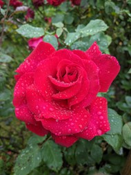 雨后红色娇艳玫瑰花开高清图片