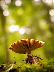 森林地面野生大蘑菇写真高清图片