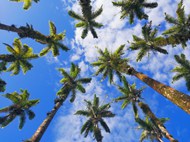 夏日蓝色天空热带椰子树高清图片