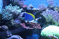 水族馆海底珊瑚观赏鱼高清图片