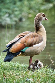 站在河边的鸭母子精美图片