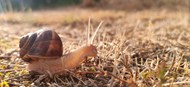 枯草地爬行的蜗牛高清图片