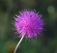 春天紫蓟花植物写真精美图片