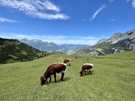 高山草地奶牛牛群吃草精美图片