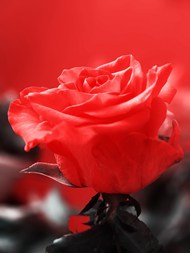热情奔放的红色玫瑰花图片下载