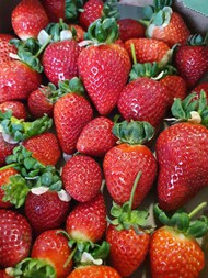 健康有机红色草莓写真图片下载