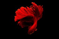 深海红色斗鱼高清图片