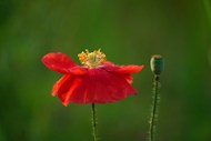 红色罂粟花植物写真图片