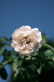 白色蔷薇花朵植物写真图片大全