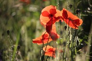 红色野生罂粟花植物写真图片