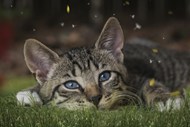 趴在草地上的欧洲短毛猫图片