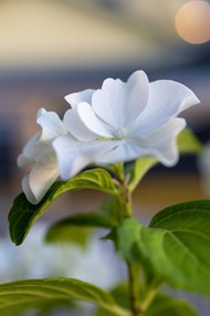 微距特写白色植物花朵图片大全
