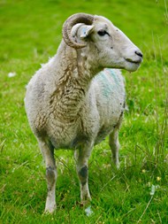 绿色草地家畜绵羊写真高清图片