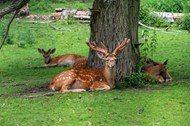 趴在树下草地休息的梅花鹿图片