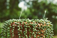 绿色珍珠串藤蔓植物图片大全