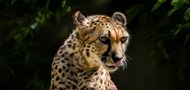 非洲野生雪豹写真图片大全