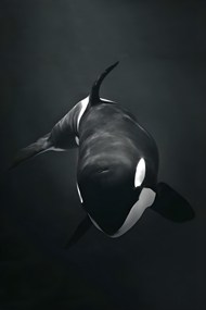 野生黑色虎鲸精美图片