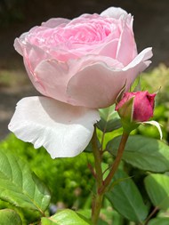 清新淡雅粉色玫瑰花精美图片