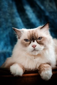 可爱金吉拉猫宠物摄影精美图片