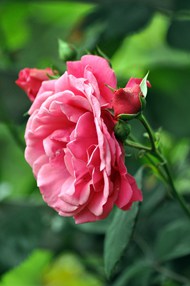 粉色月月红玫瑰花高清图片