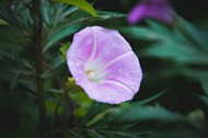 雨后紫色牵牛花写真精美图片