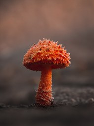 纯天然野生真菌蘑菇植物写真图片大全