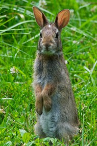 站立在草丛中的小野兔图片大全