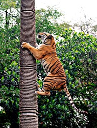野生孟加拉虎爬树高清图片
