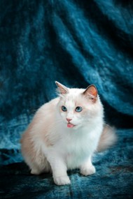 白色小萌猫摄影写真图片