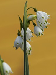 春天白色雪莲花花枝写真精美图片