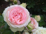 粉色伊甸园玫瑰写真精美图片