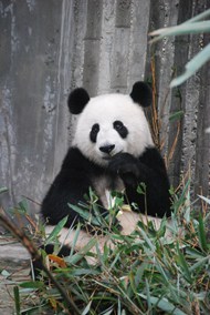 动物园可爱大熊猫吃竹子高清图片