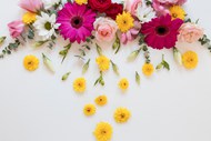 五颜六色彩色花卉植物摆拍图片下载
