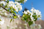 春天白色梨花开放高清图片