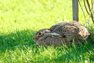 匍匐在绿色草地上的野兔高清图片