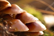 野生菌落蘑菇群图片