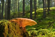 夏日森林青苔蘑菇写真图片下载
