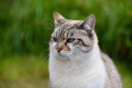 挪威森林猫可爱写真精美图片