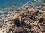 深海乌龟玳瑁海星珊瑚礁精美图片