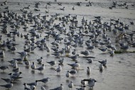 海边一群海鸥写真图片下载