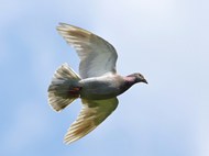 自由飞翔的白色信鸽精美图片